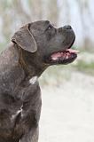 CANE CORSO 581